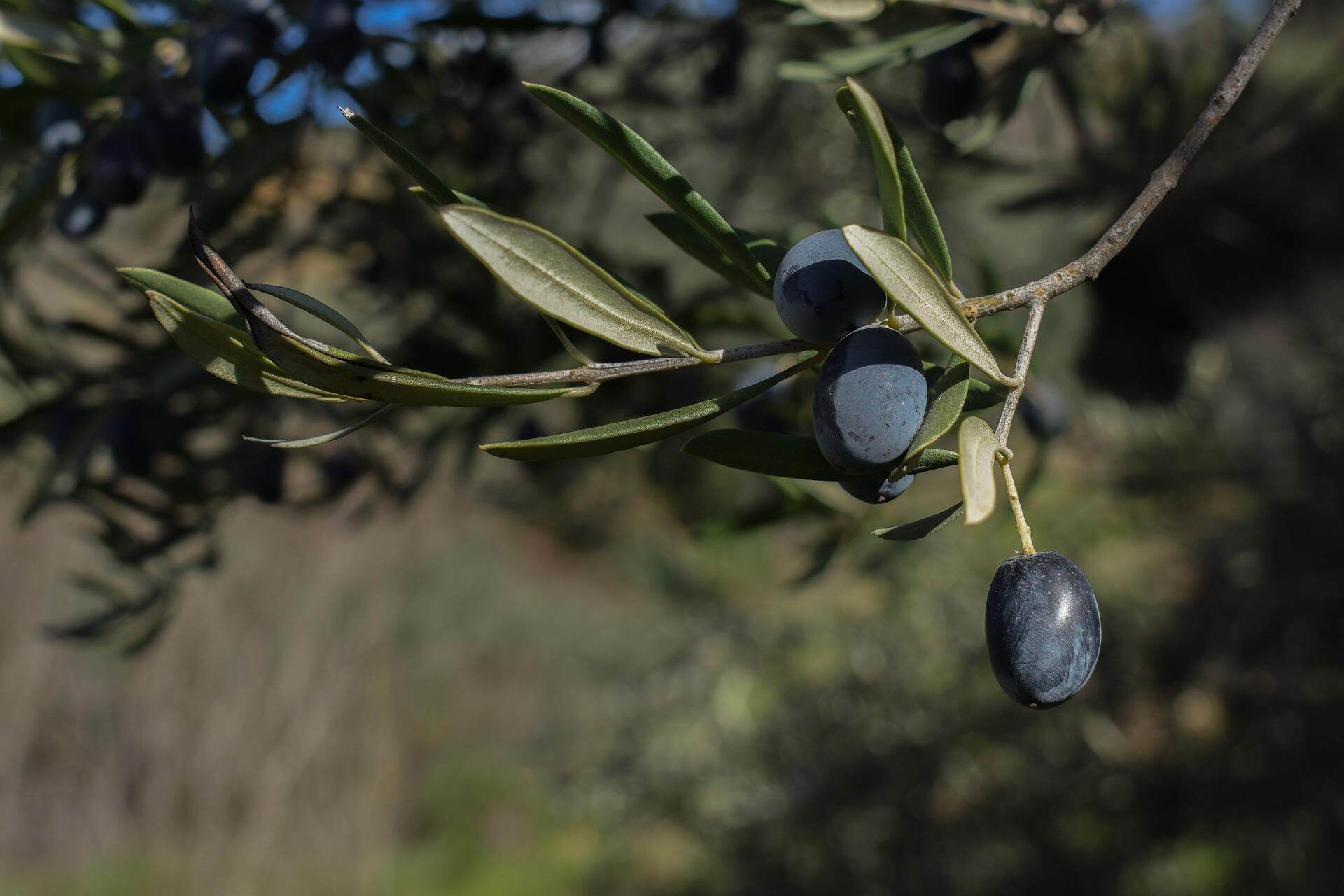 olives-g2af0d9692_1920